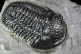 Detailed Gerastos Trilobite Fossil - Morocco #107294-3